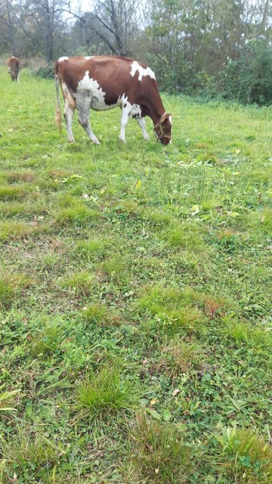 Vaci . Vand 2 din 5 pe ales RED HOLSTEIN