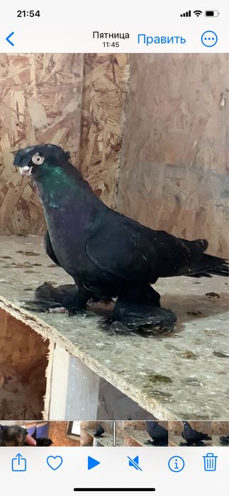 Голуби вольерные