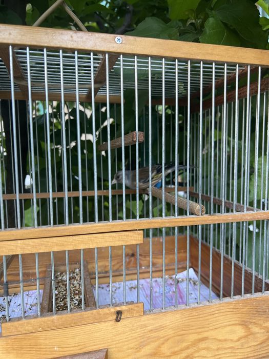 Gibrid qush sotiladi