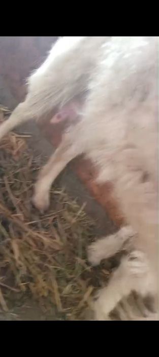 Козлы, лактар, ешкы