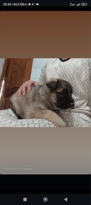 Щенок 2 мес ищет дом