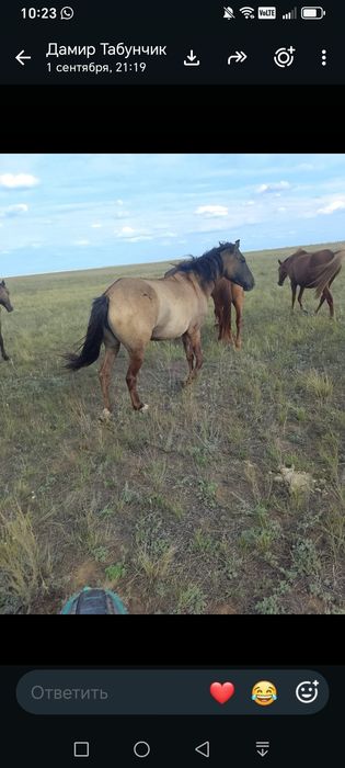 Продам кобылу 4года