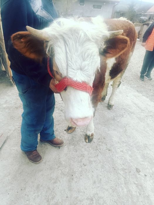 Vnd junică de un i și 5cinci luni 6800 negociabil