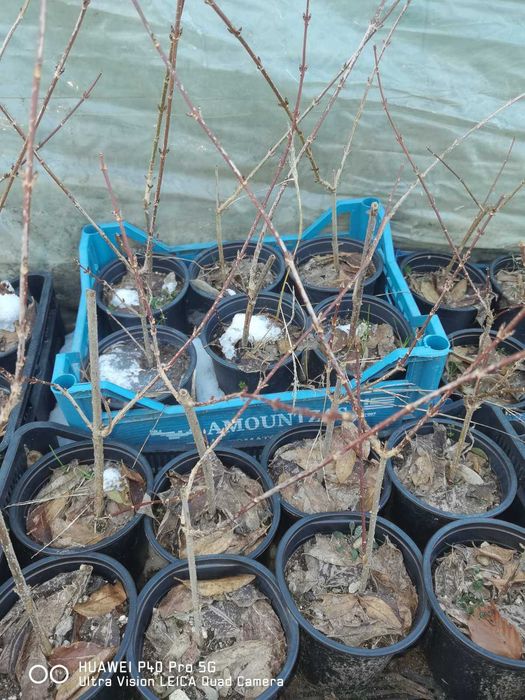 Филаделфус (Philadelphus)