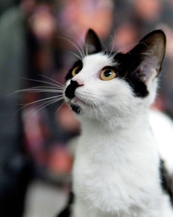 Кротката Кити на 8 месеца търси дом, кастрирана