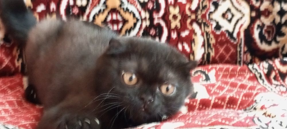 Шотландский,Вислоухий котенок 1.5 месяца здоровый