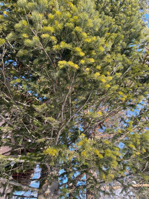 Продам дачу на белом лугу