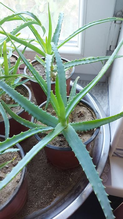 Алоэ лекарственное