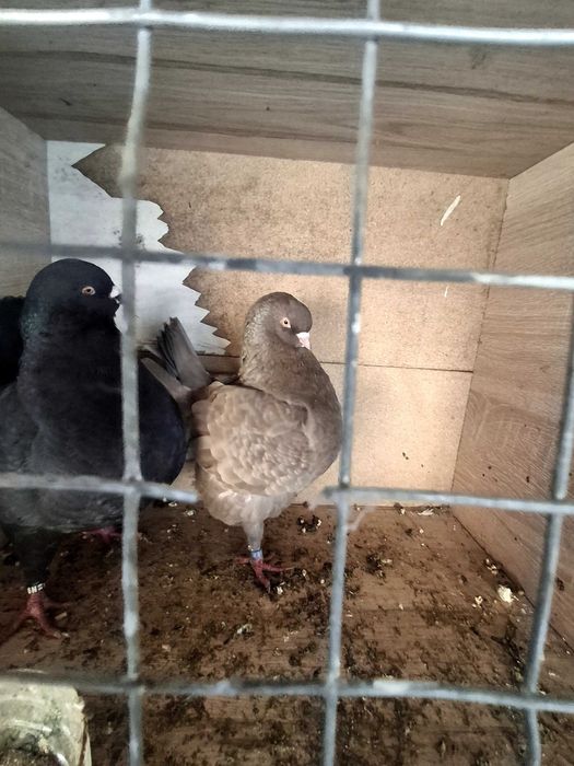 Продавам чифт модени