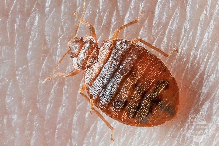 Қандала клоп хлоп хлопа клопа