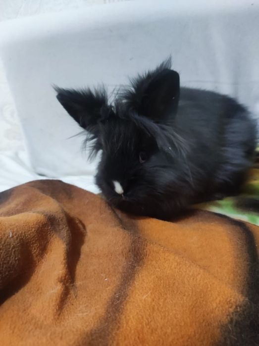 Продам карликовых кроликов