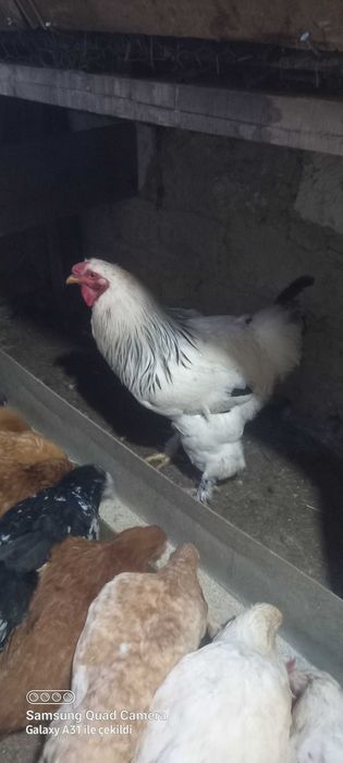 Петел брама на 1 година