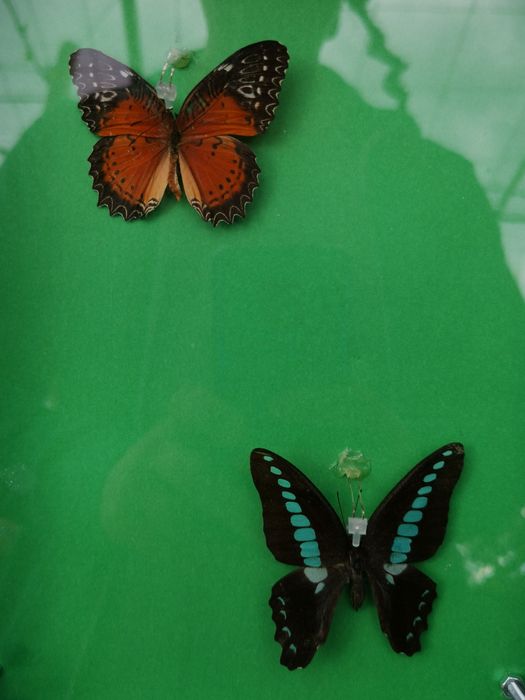 Истински пеперуди, естествени