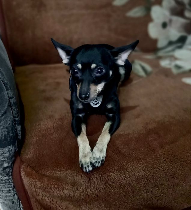 Девочка жужа собака