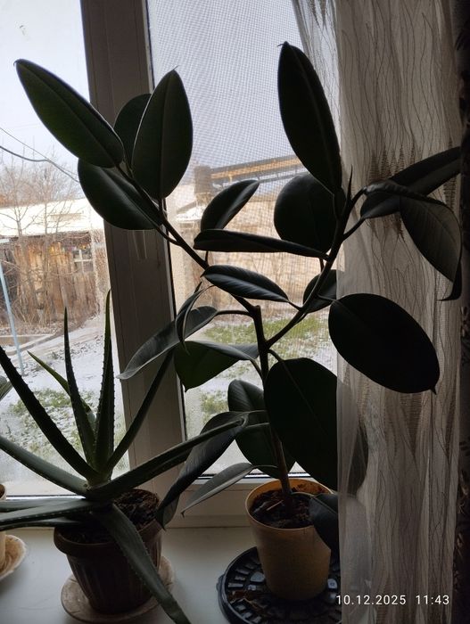 Продам цветы фикусы