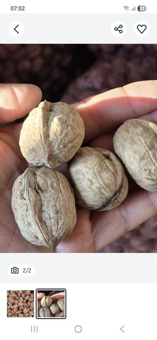 Продам грецкие орехи
