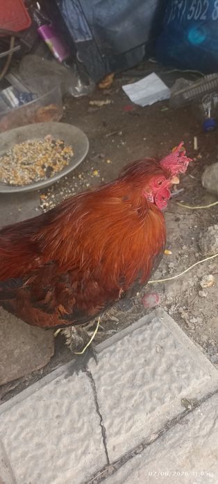 Yapon xoʻroz va tovuq sotiladi