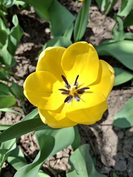 Луковицы тюльпанов. Голландские сорта.