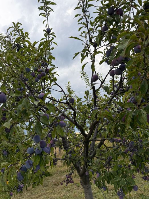 Prune de vanzare