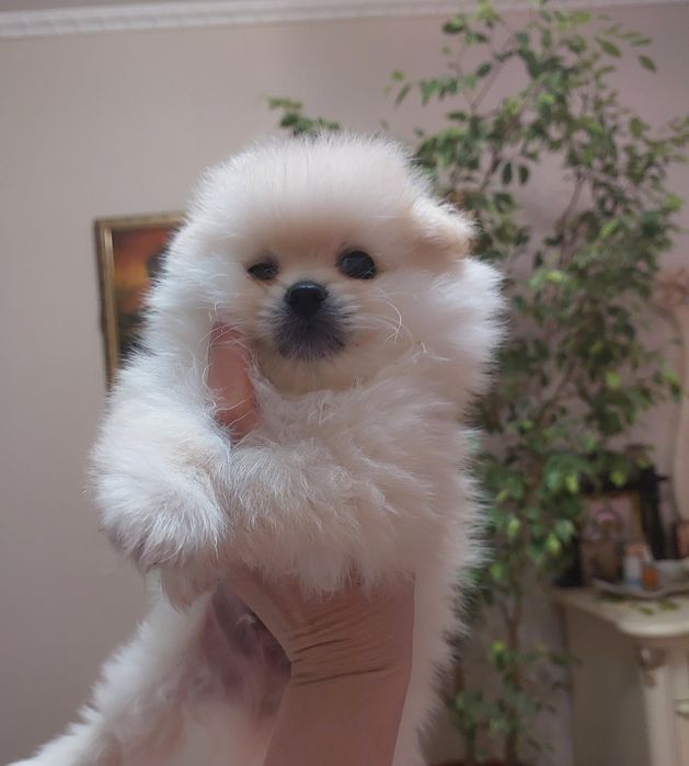 Помиранский шпиц Уральск