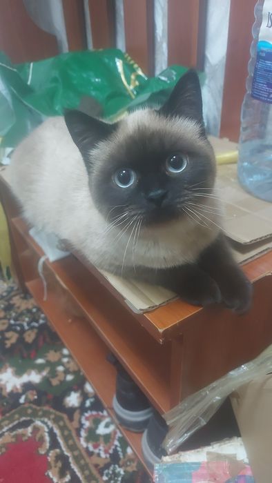 Siyam toza qon mushugi 4oylik