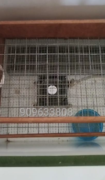 Инкубатор норма луппер ни коттаси норма парка