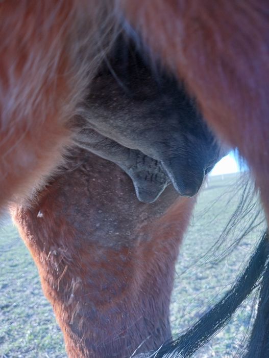 Құлынды бие биелер сауын міңгі