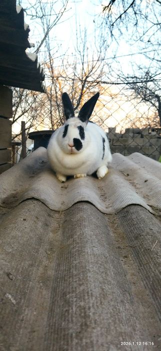 Продам Великан самка