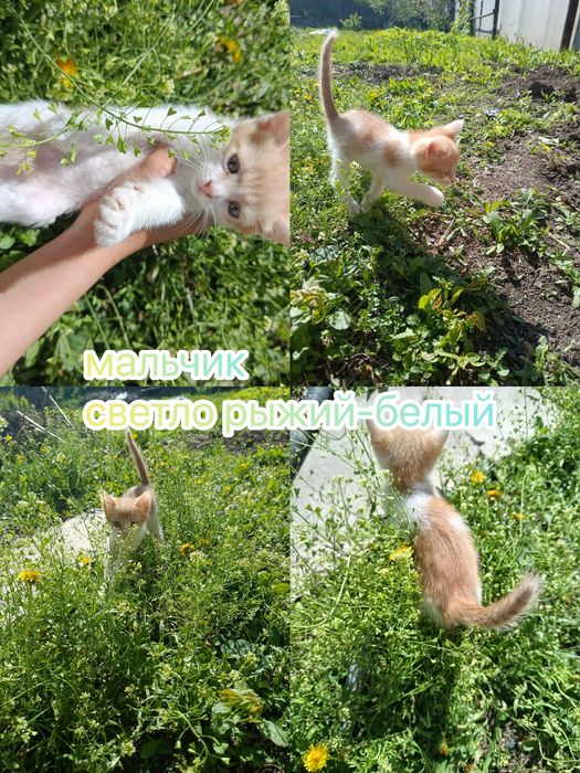 котята мальчики ищут добрые руки