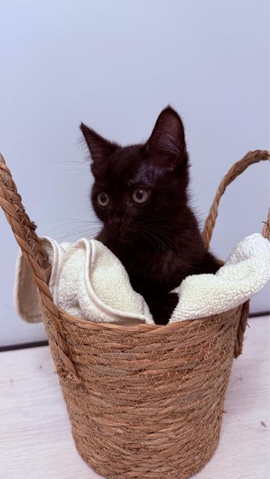 Котенок в добрые руки мальчик