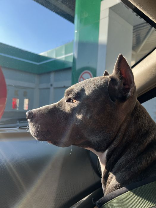 Продается питбуль