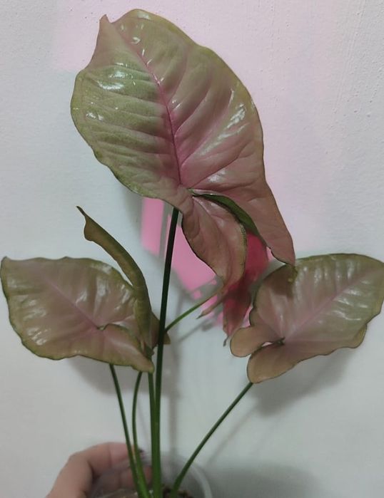 Сингониумы разных сортов