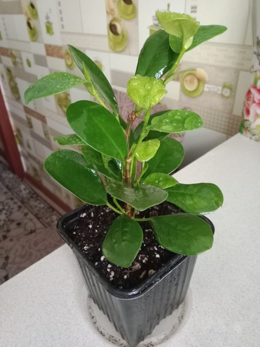 Продам цветок фикус