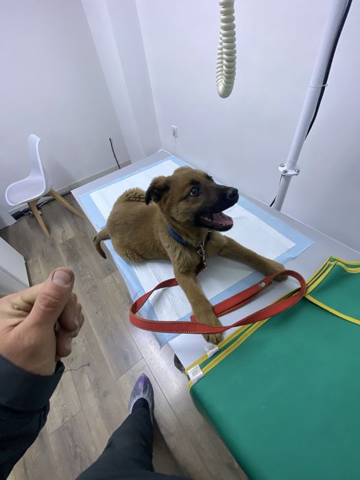 Бельгийская овчарка Малинуа