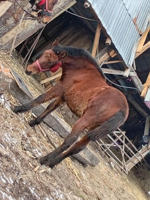 Iapa cu mânză de vânzare