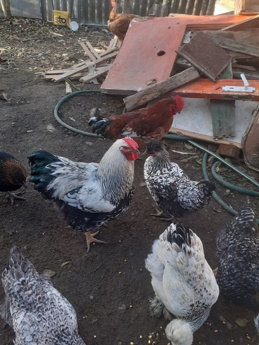 de vinzare doi cocosi 100 lei bucata