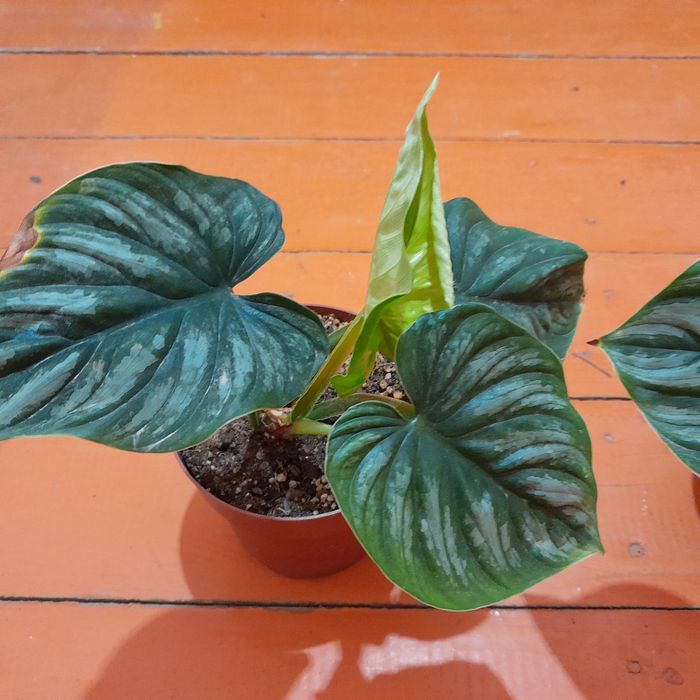 Филодедрон пловмани