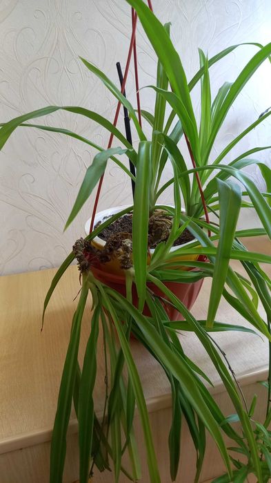 Хлорофитум продам цветок