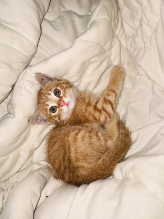 Милый котёнок ищет новый дом!
