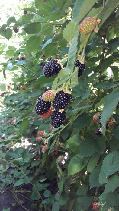 Drajoni mur fara tepi Thornfree si Stoloni de capsuni pentru solar