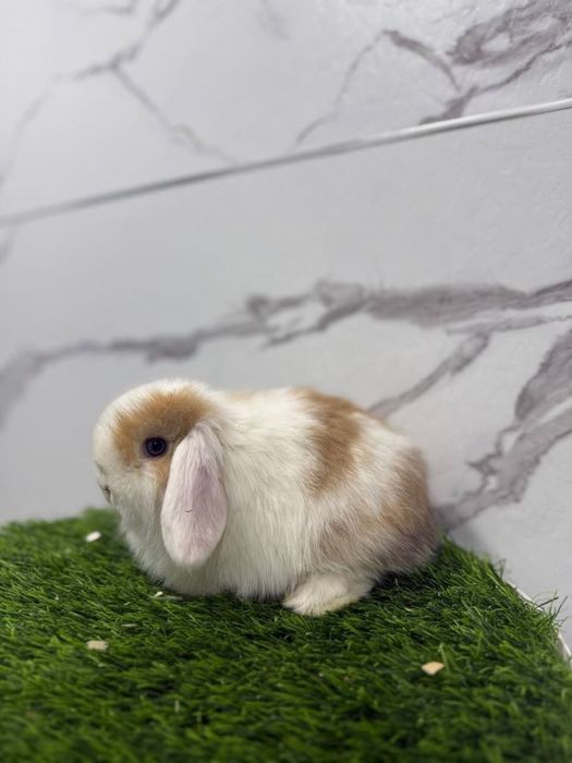 Bolalar uchun ajoyib Decorativ quyonchalar