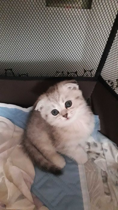 Продаются котята.