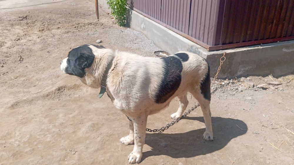 Алабай ит сатылады