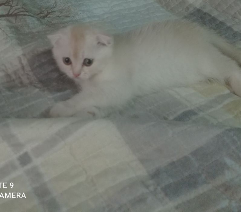 Котенок скоттиш фолд.