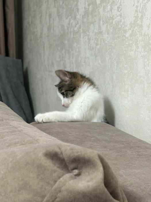 Пушистый комочек счастья ищет дом, маленькая девочка)