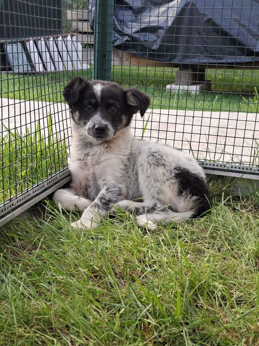 Căței pentru adoptie