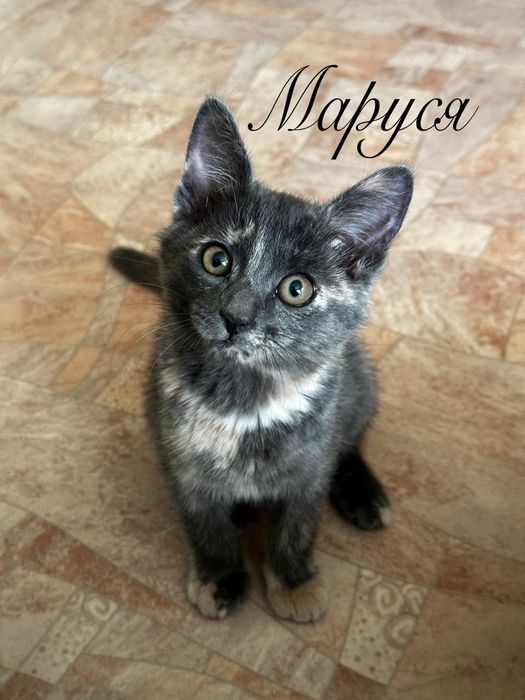 Очаровательные котята в добрые руки!