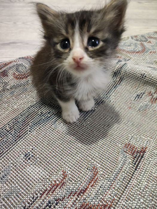 Одам в добрые руки. Котята