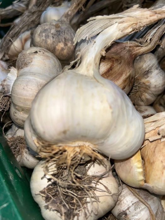 Adevaratul usturoi romanesc - COPĂLĂU