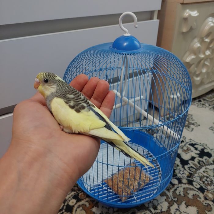 Попугайчики на выбор птицы